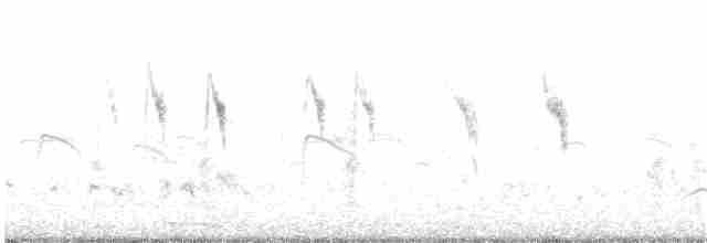 Берингийская жёлтая трясогузка - ML20735031