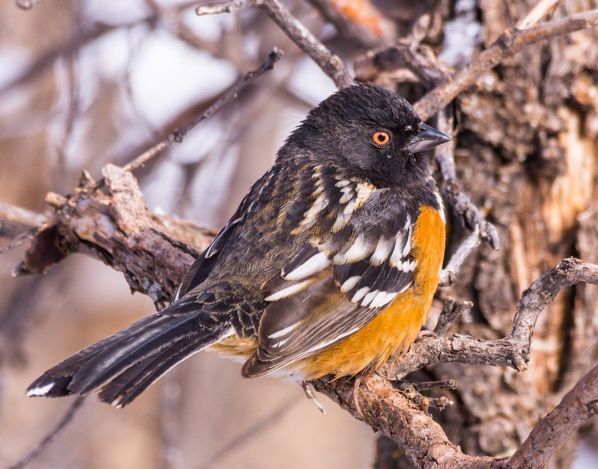 Spotted Towhee - ML207353971