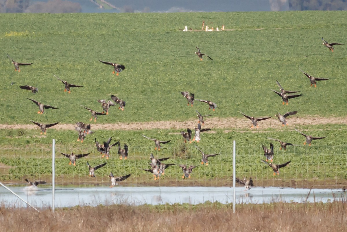 Greater White-fronted Goose (Western) - ML207355401