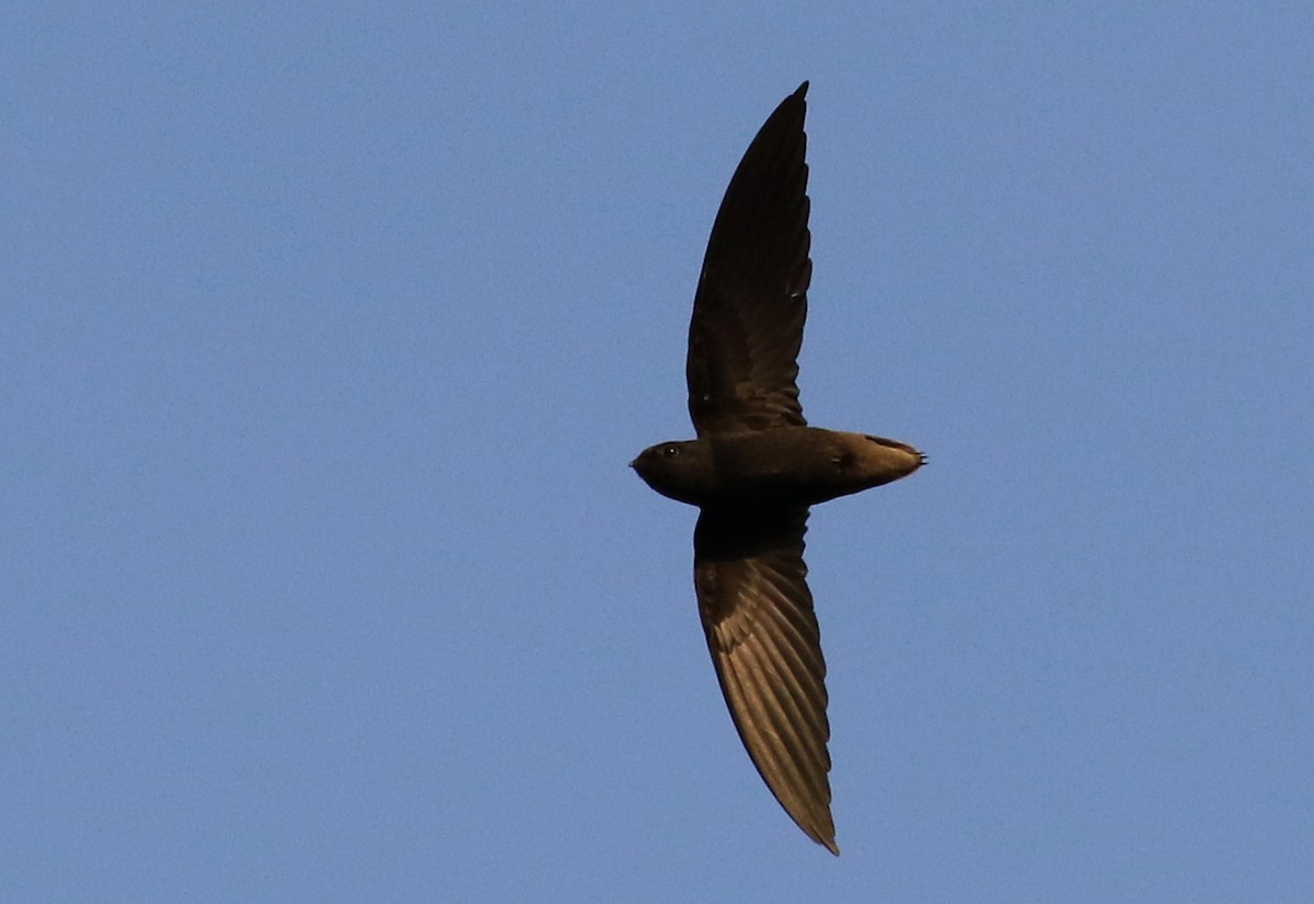 Short-tailed Swift - Matthew Grube