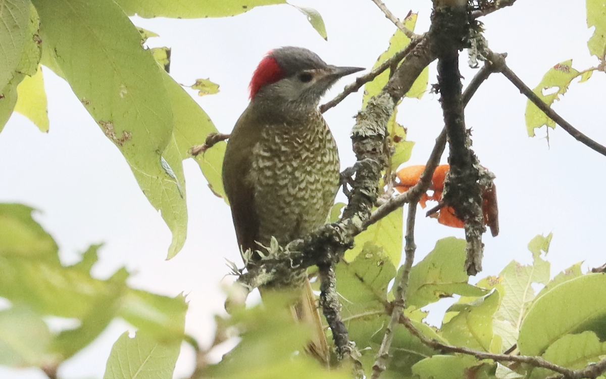 Golden-olive Woodpecker - ML207356981