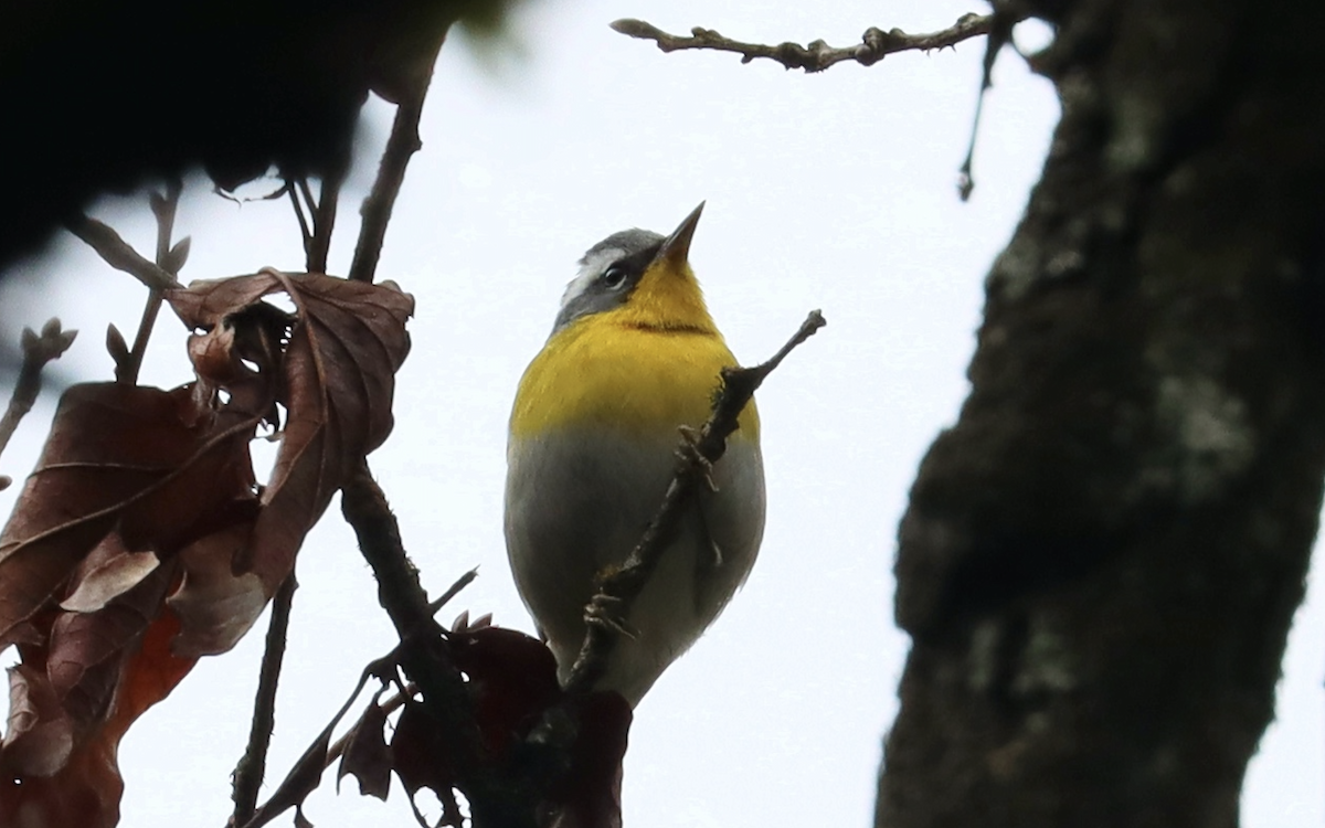 Crescent-chested Warbler - ML207357131