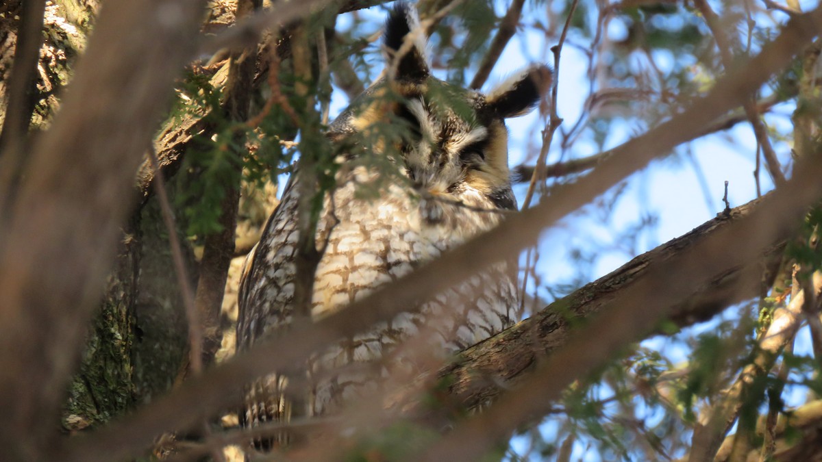 Long-eared Owl - ML207358181