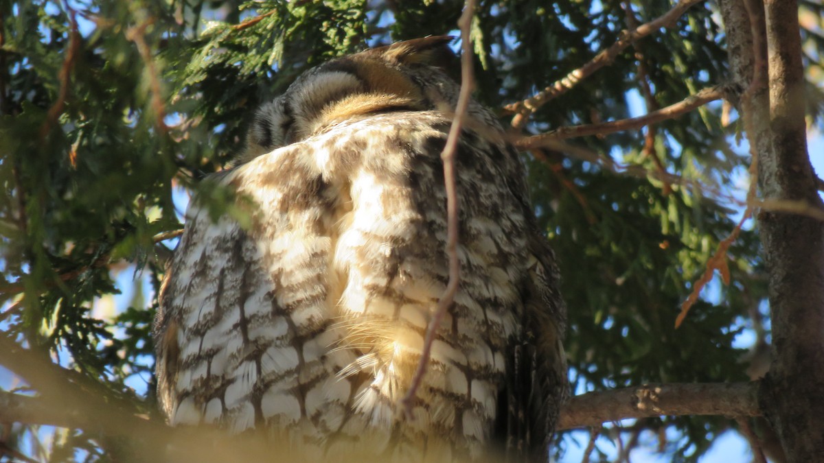 Long-eared Owl - Mérédith Cousineau