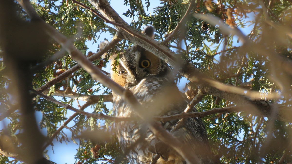 Long-eared Owl - ML207358231