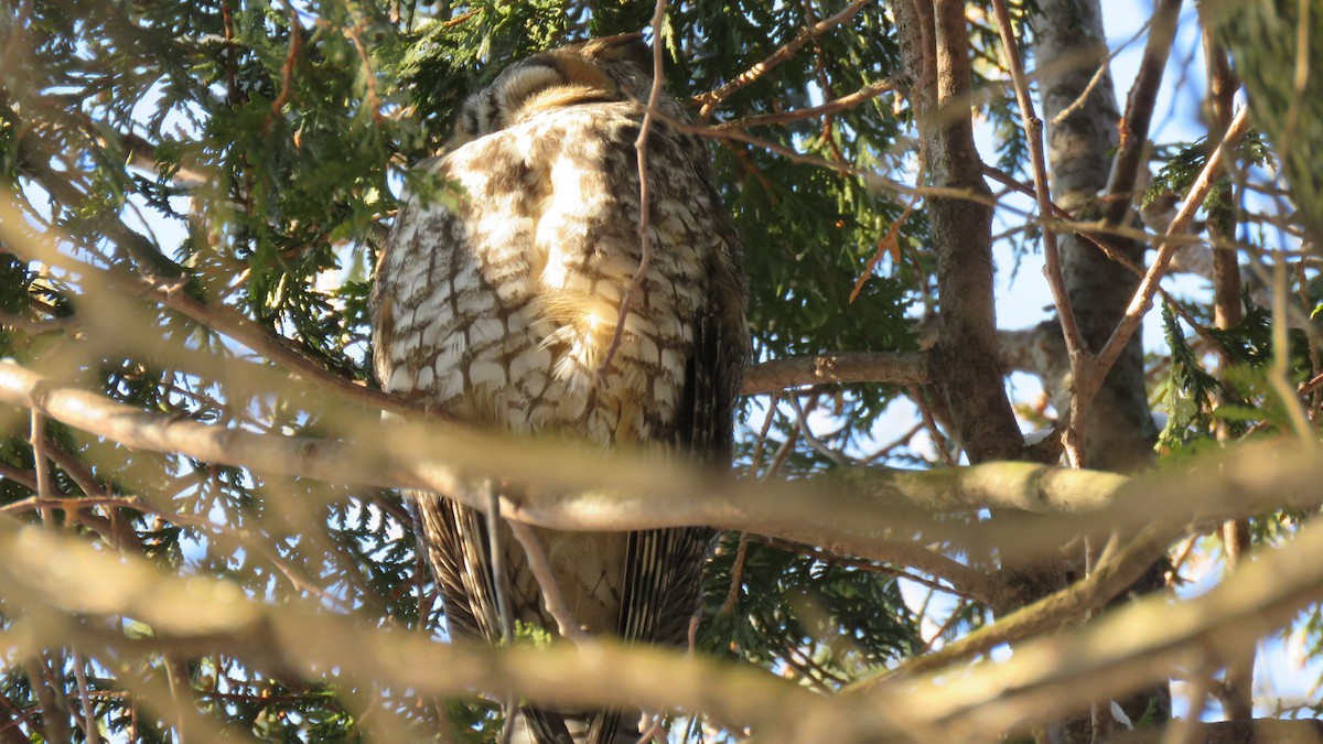 Long-eared Owl - ML207358241