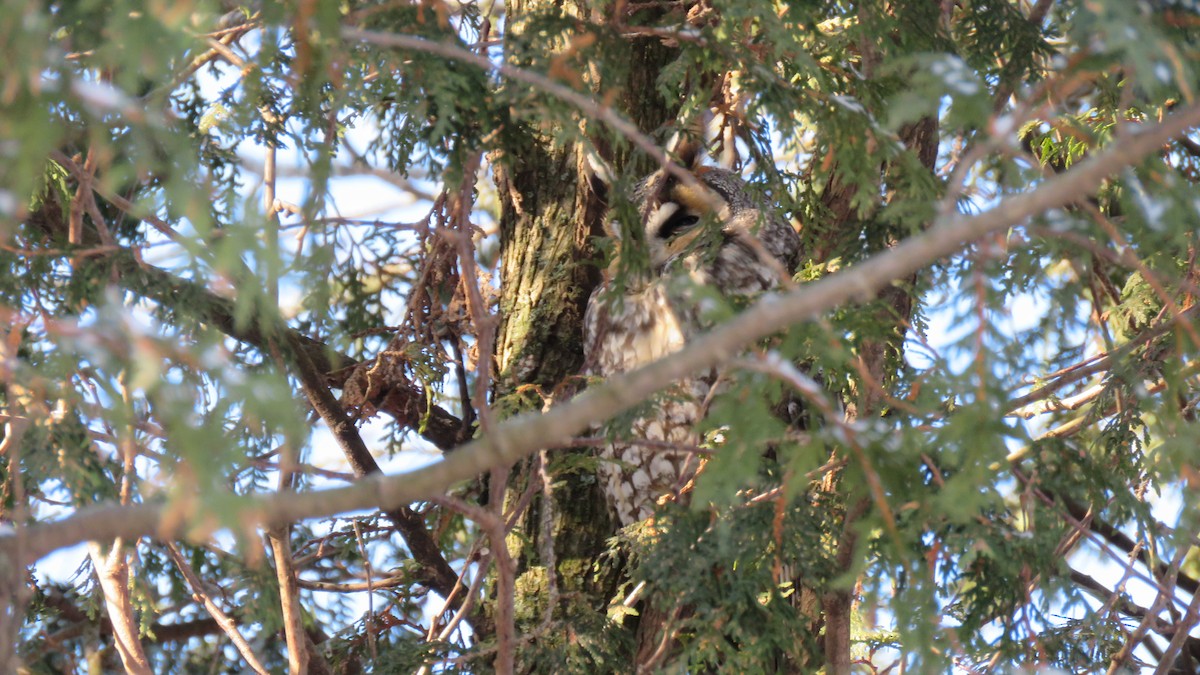 Long-eared Owl - ML207358251