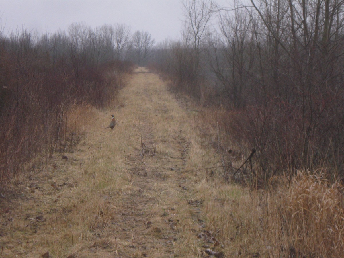 eBird Checklist 4 Feb 2020 Killdeer Plains Wildlife AreaDrained