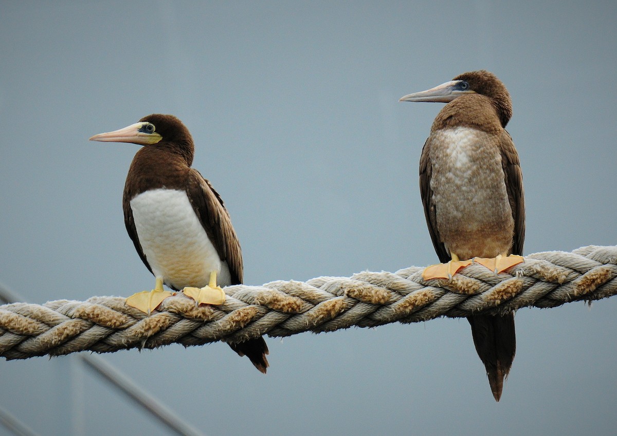 Brown Booby - ML207364031