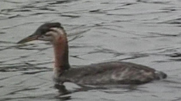 Red-necked Grebe - Greg Page