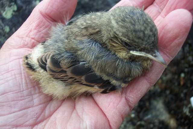 Young can thermoregulate at about 10-11 days. - Northern Wheatear (Greenland) - 