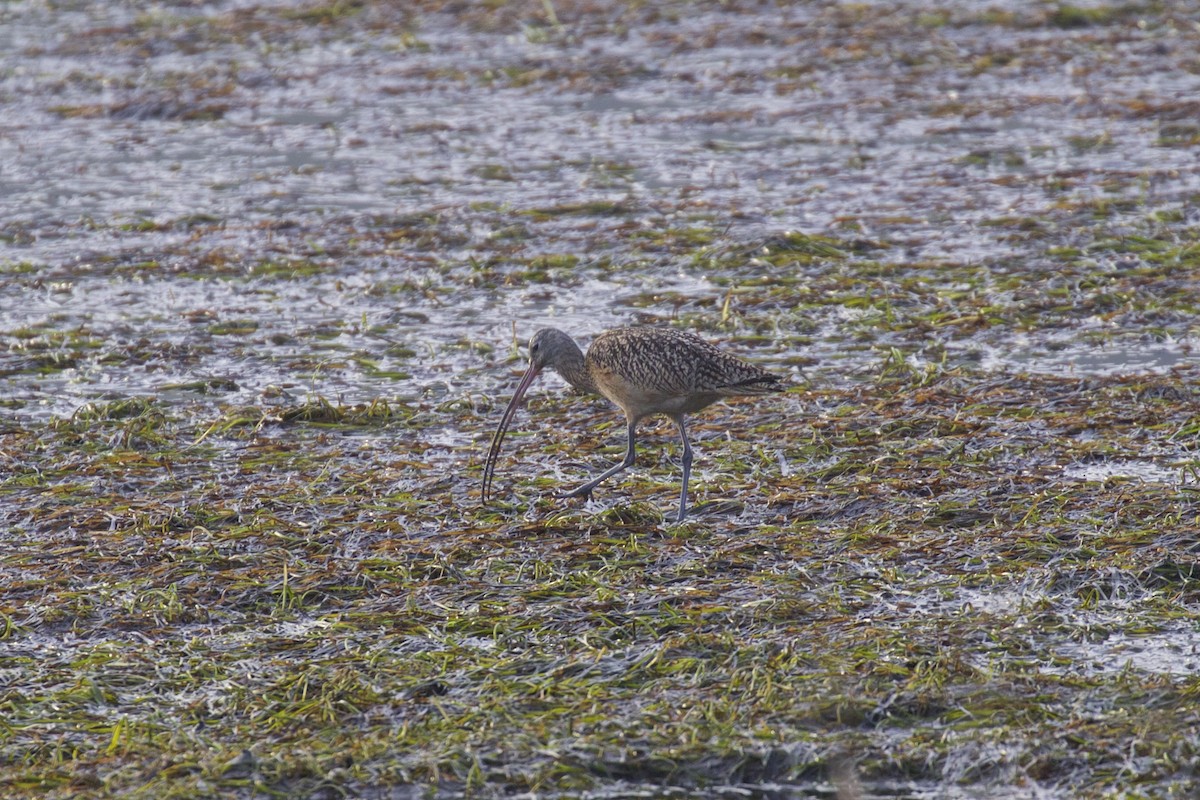 Long-billed Curlew - ML207369181