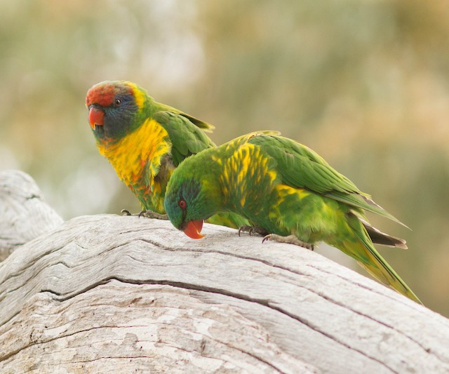 雑種 ジャコウインコ属 ｘ ゴシキインコ属 Ebird