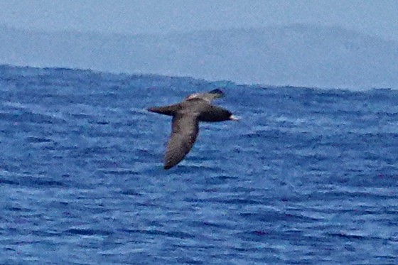 Flesh-footed Shearwater - ML207372241