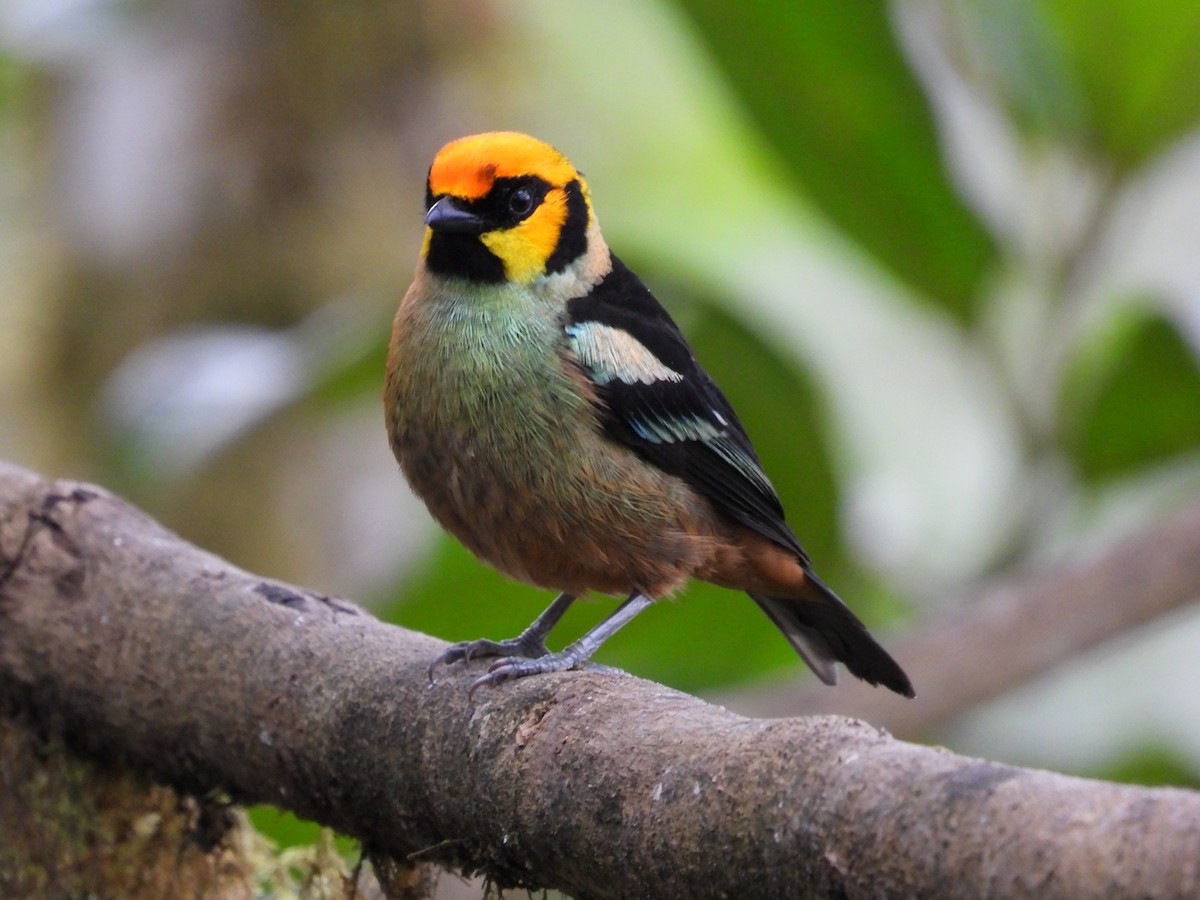 Flame-faced Tanager - ML207372731