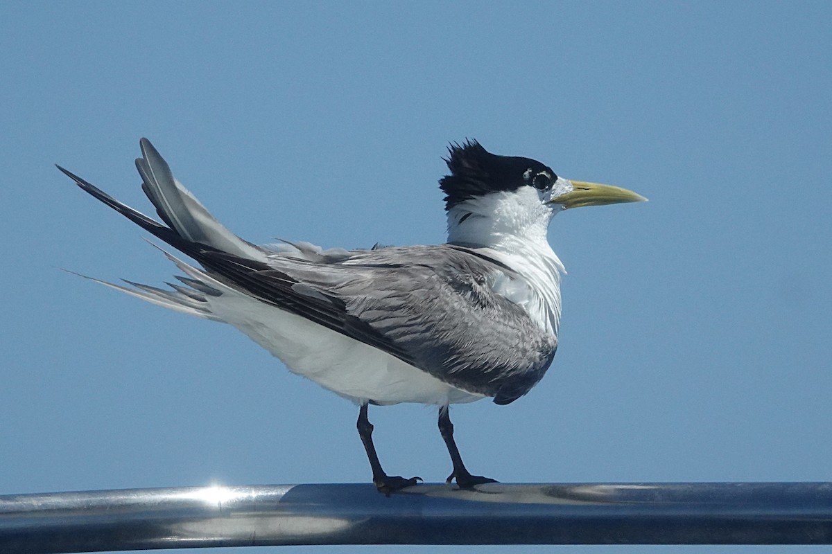 Great Crested Tern - ML207373111