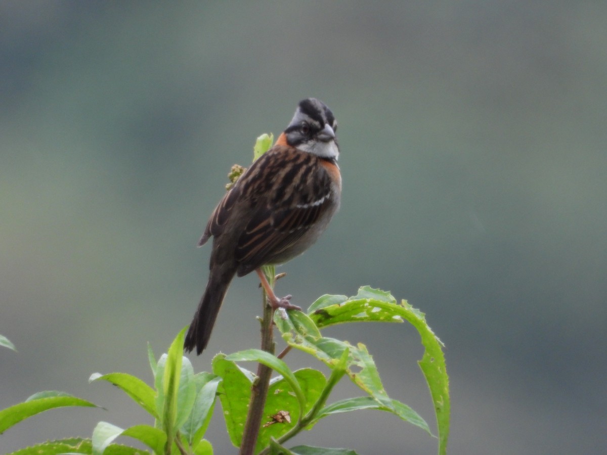 Rufous-collared Sparrow - ML207373391
