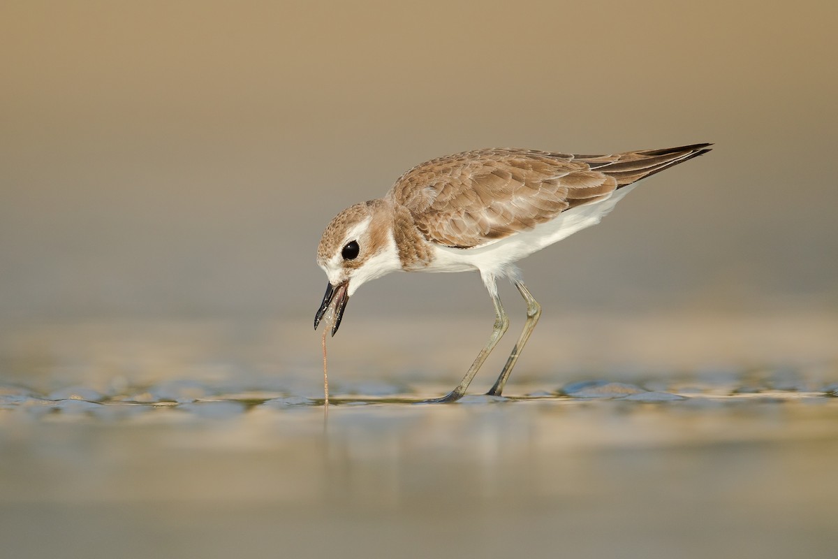 Greater Sand-Plover - Dorian Anderson