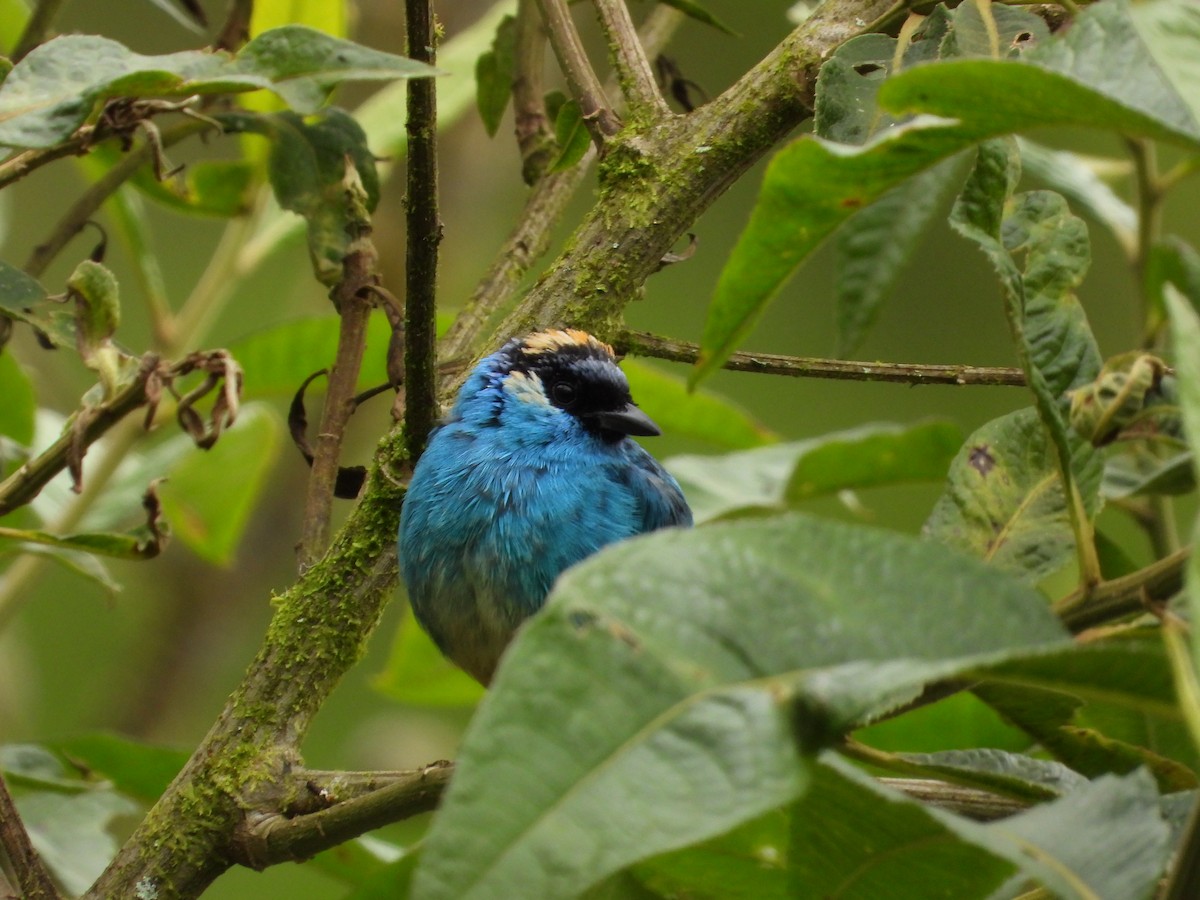 Golden-naped Tanager - ML207375591