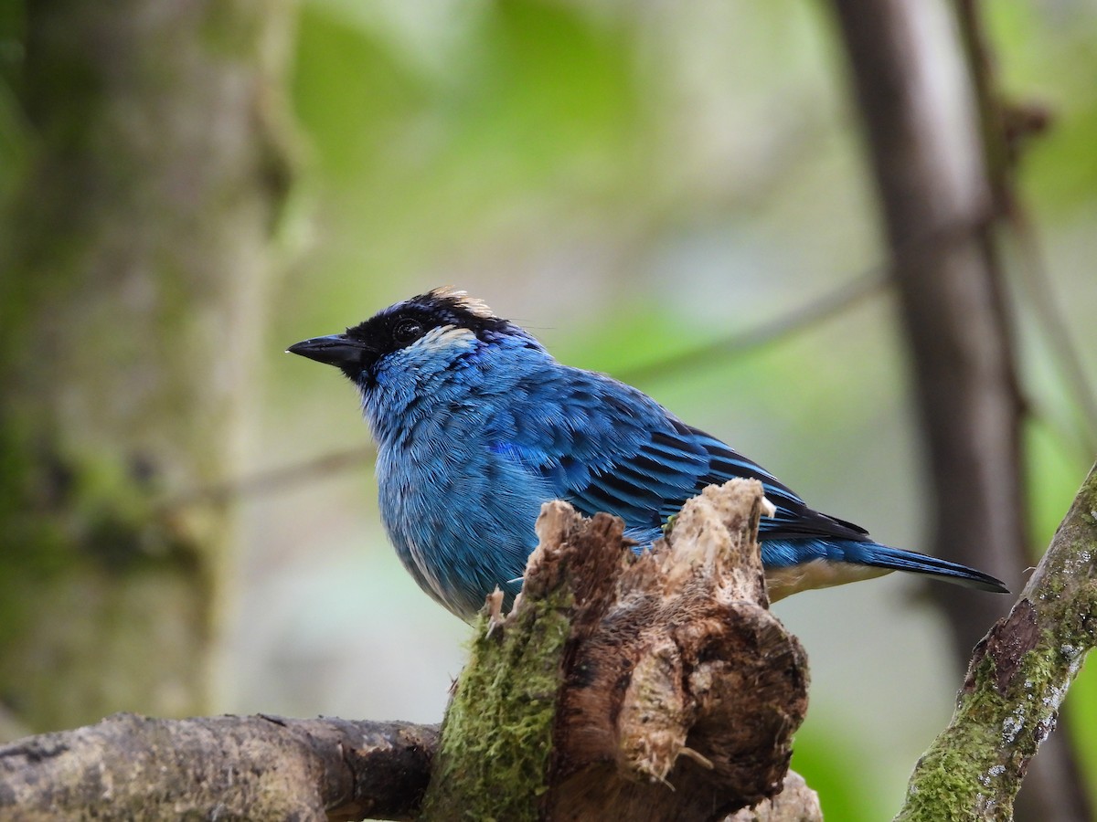 Golden-naped Tanager - ML207375691