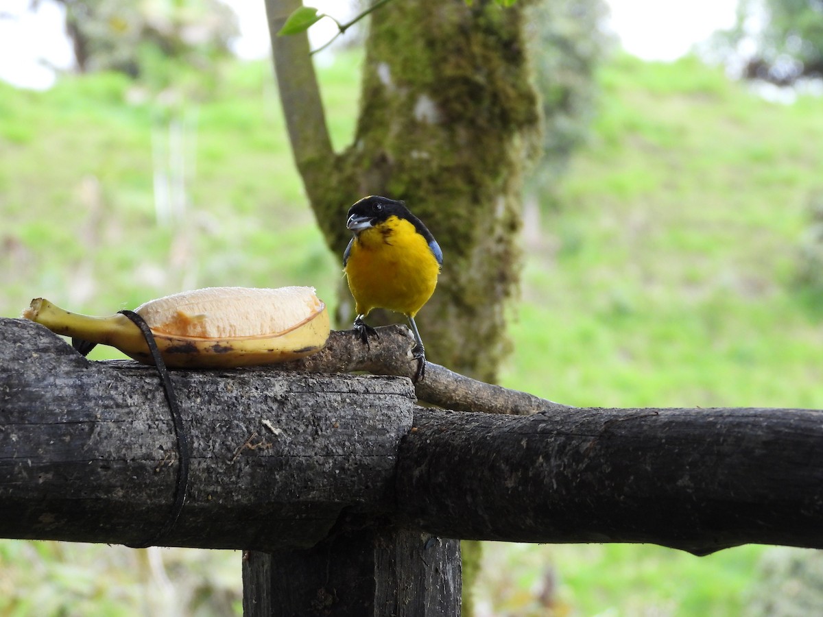 Blue-winged Mountain Tanager - ML207376251