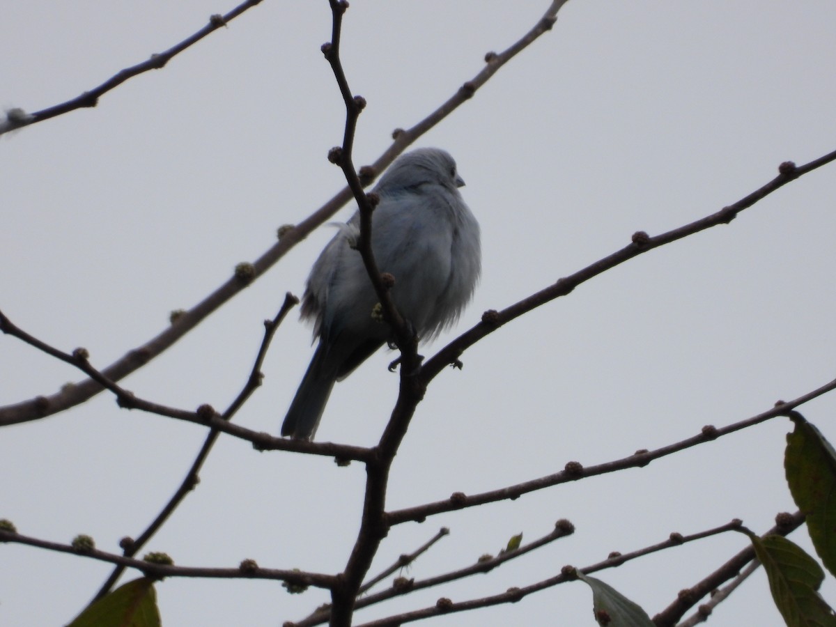 Blue-gray Tanager - ML207377671