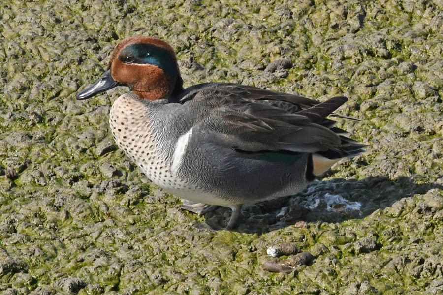 Green-winged Teal - ML207378041