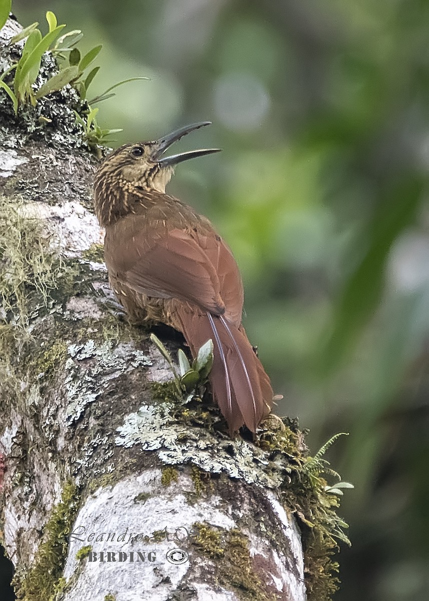 Strong-billed Woodcreeper - Leandro Arias