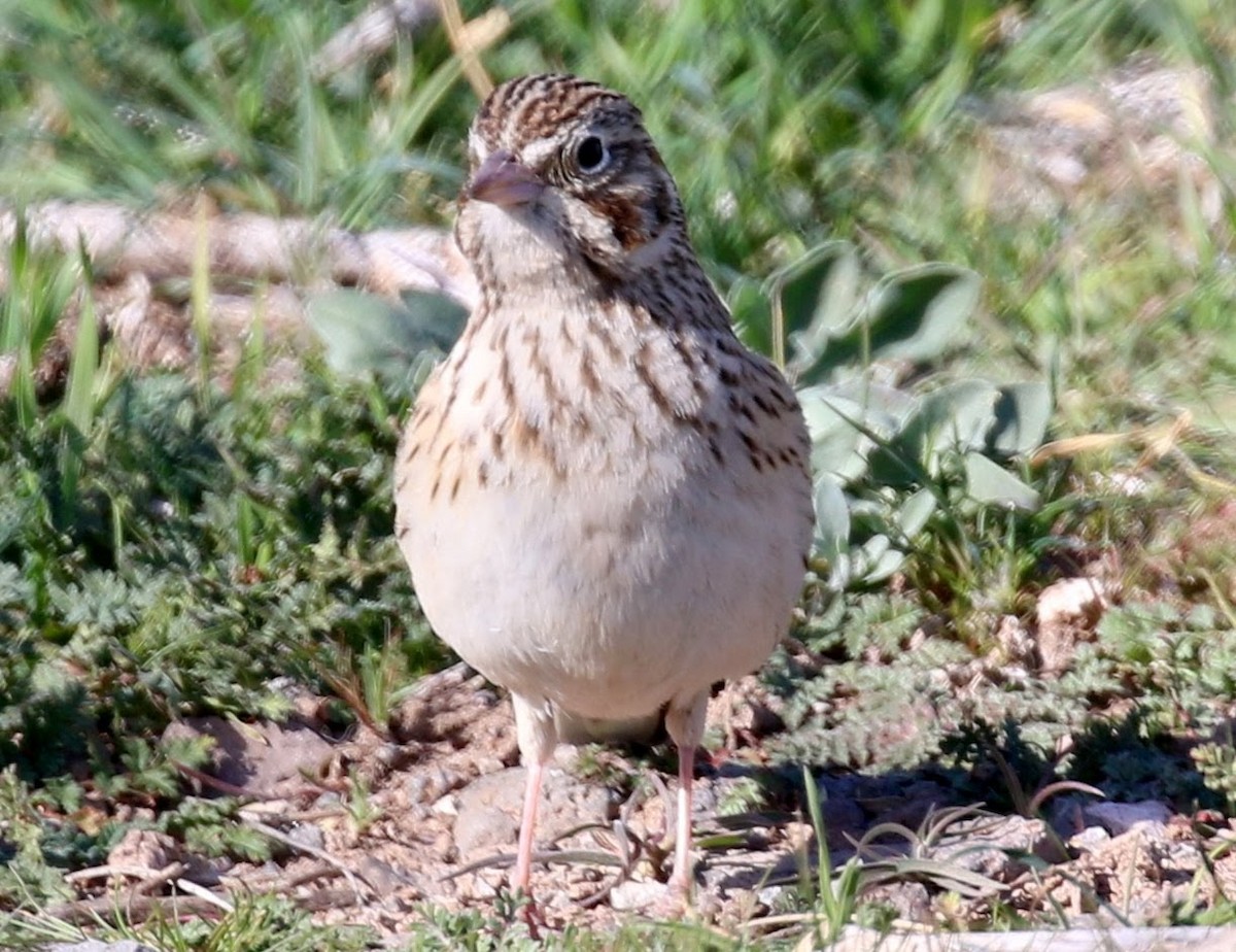 Vesper Sparrow - sam hough