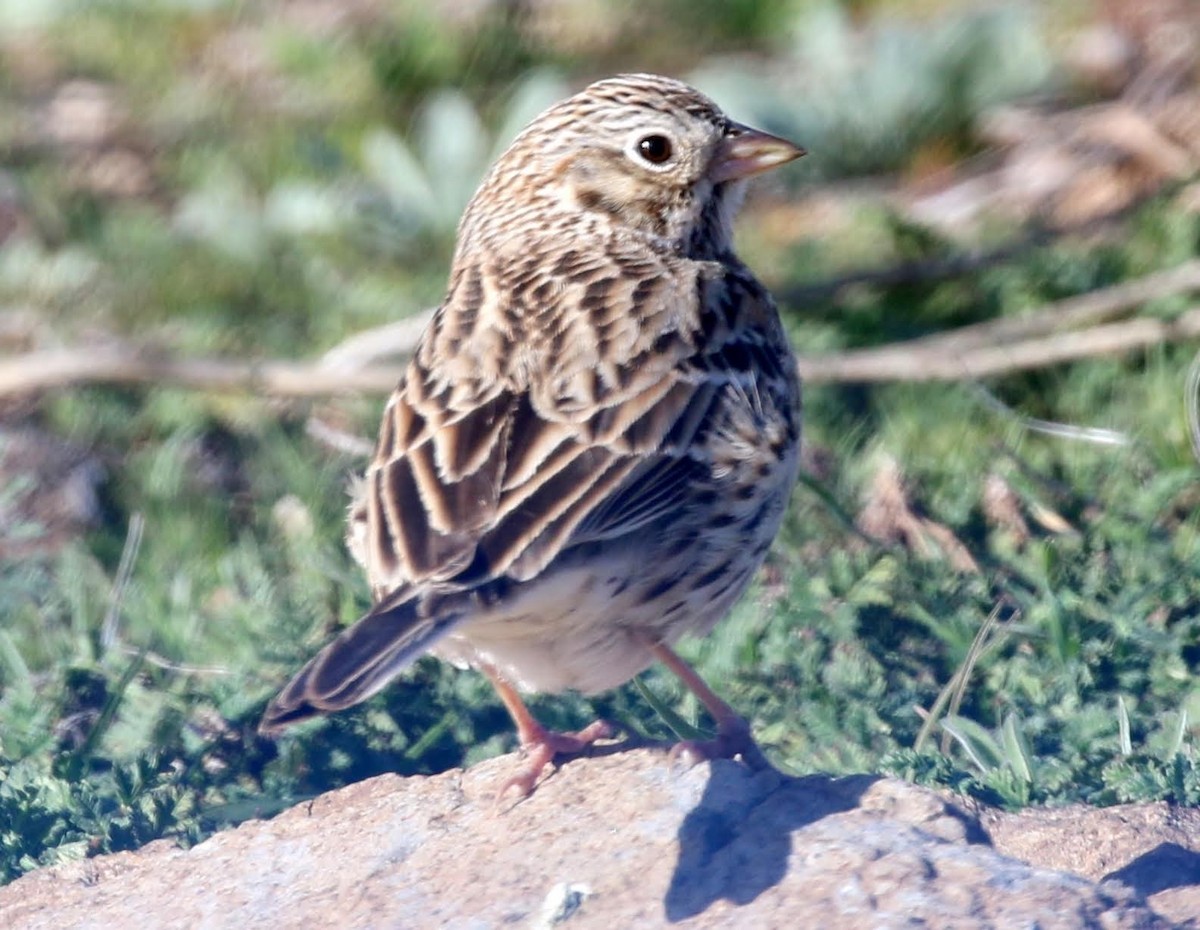 Vesper Sparrow - sam hough