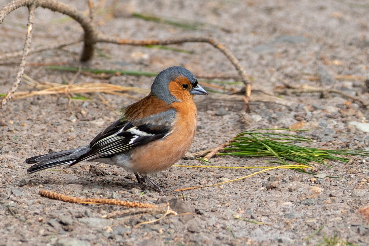 Common Chaffinch - Louis Bevier