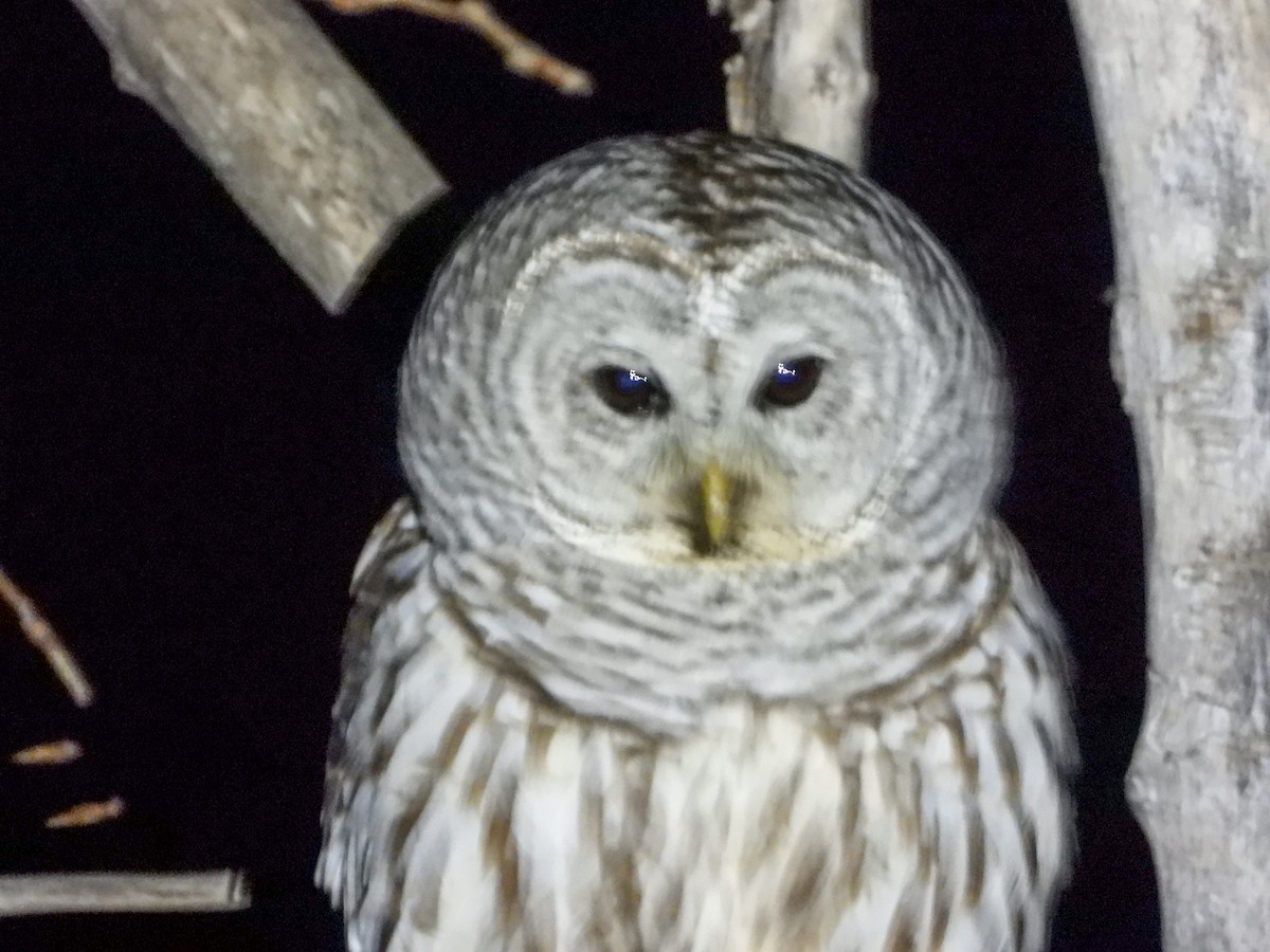Barred Owl - ML207386291
