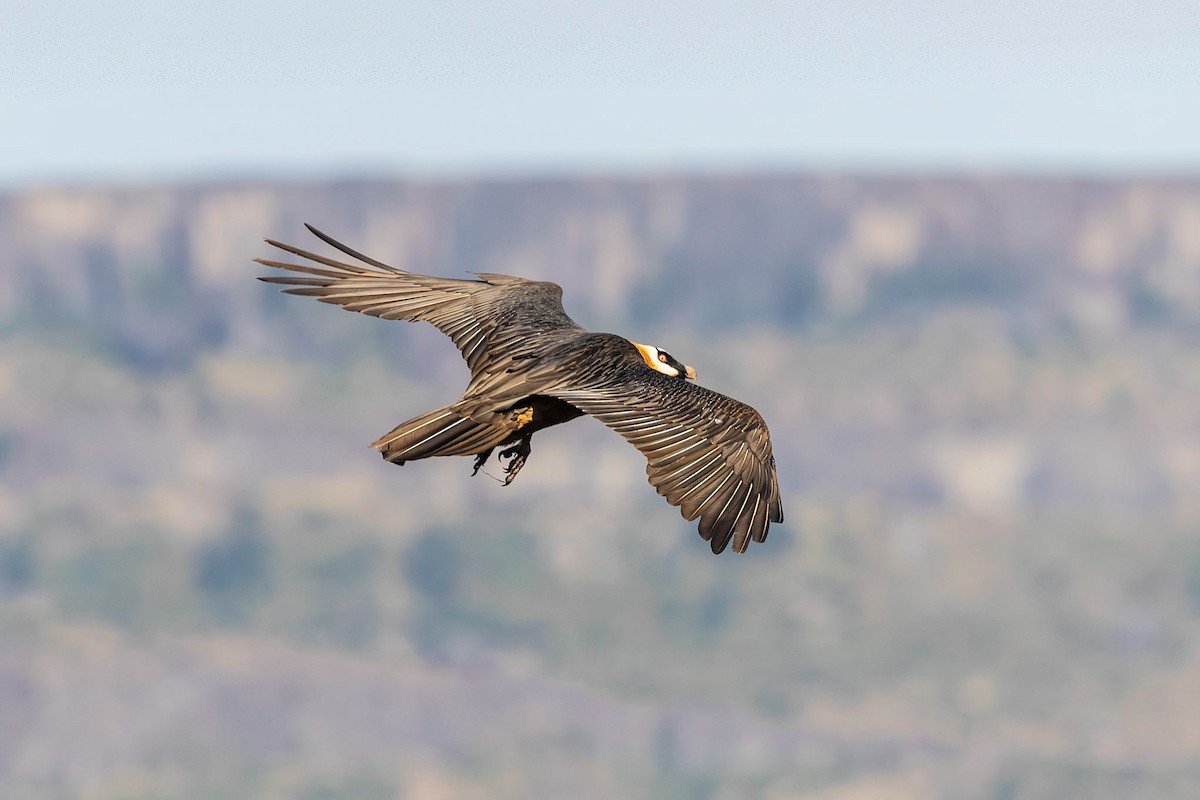 Bearded Vulture - ML207387441