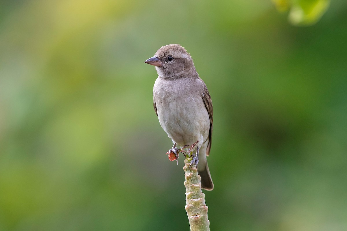 Sahel Bush Sparrow - Stefan Hirsch
