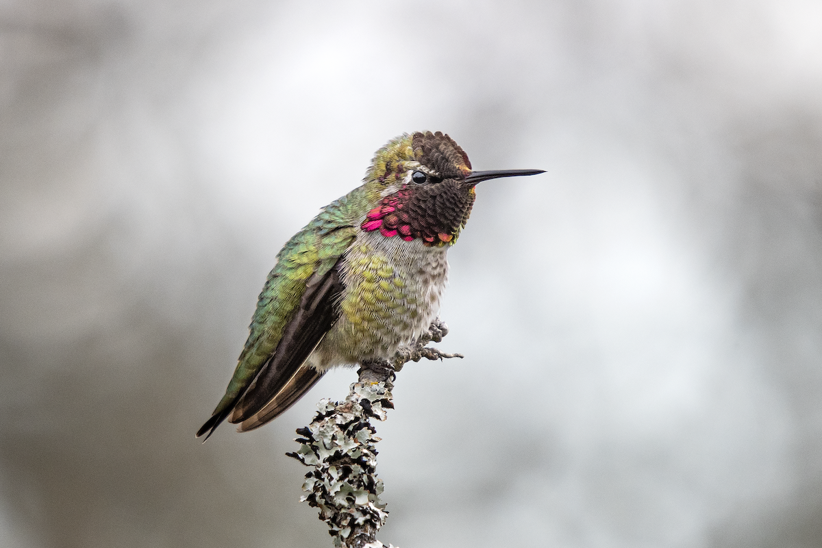 Anna's Hummingbird - ML207391241