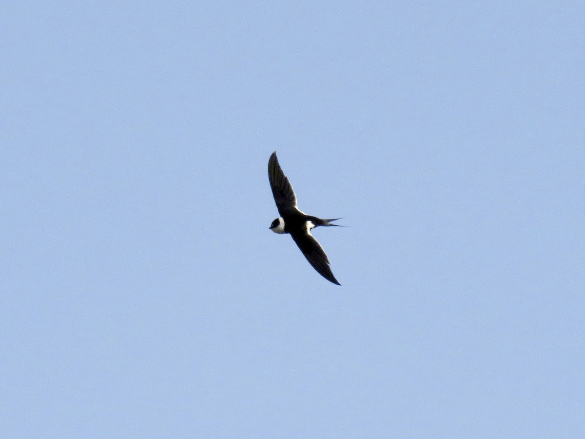 Great Swallow-tailed Swift - Panyptila sanctihieronymi - Birds of the World