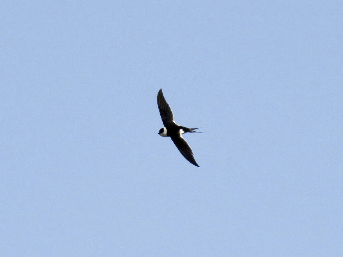 Great Swallow-tailed Swift - Panyptila sanctihieronymi - Birds of the World