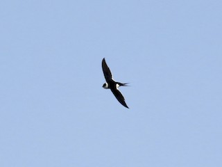  - Great Swallow-tailed Swift