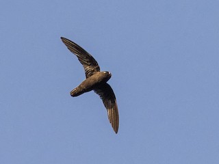 Spot-fronted Swift - Cypseloides cherriei - Birds of the World