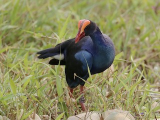  - Black-backed Swamphen