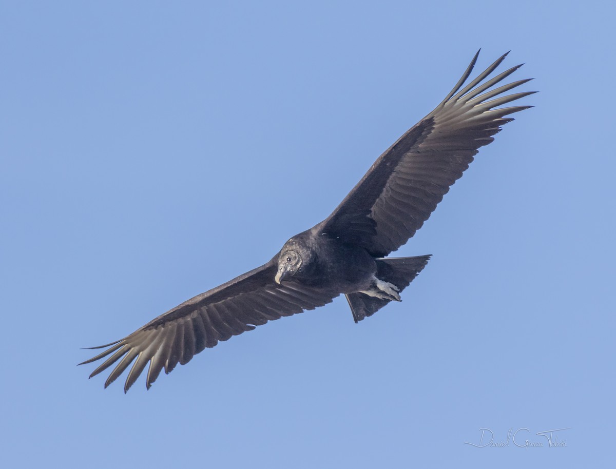 Black Vulture - Daniel  Garza Tobón