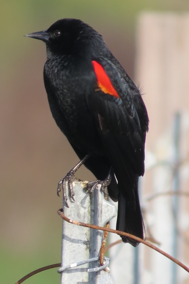 Red-winged Blackbird - ML207395831