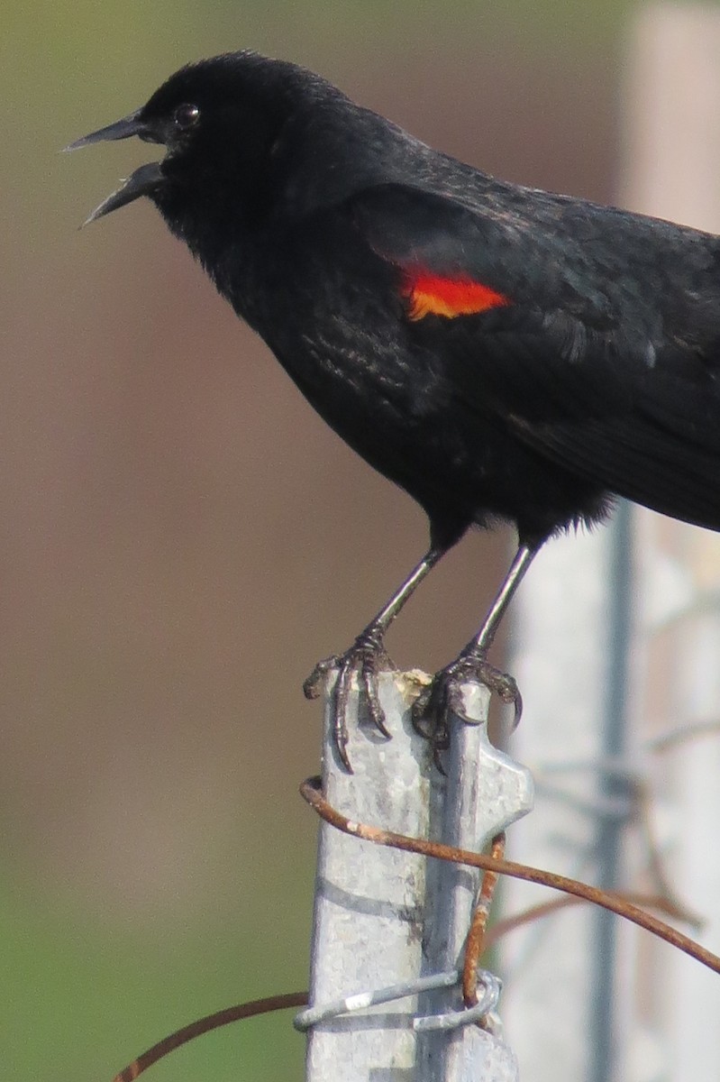 Red-winged Blackbird - ML207395881