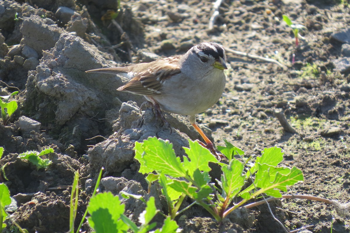 White-crowned Sparrow - ML207395891