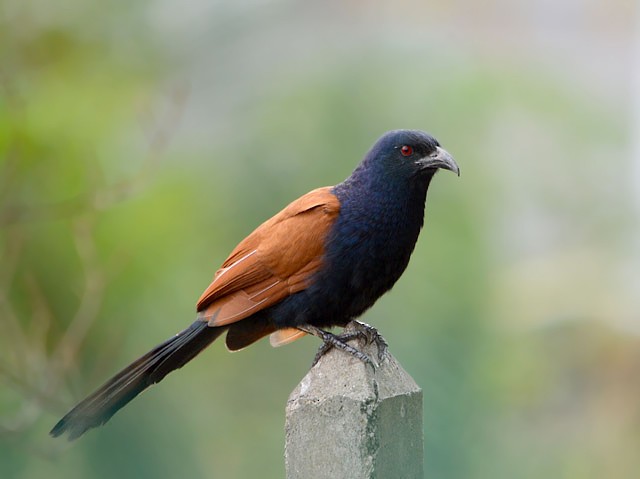 Greater Coucal - ML207397661