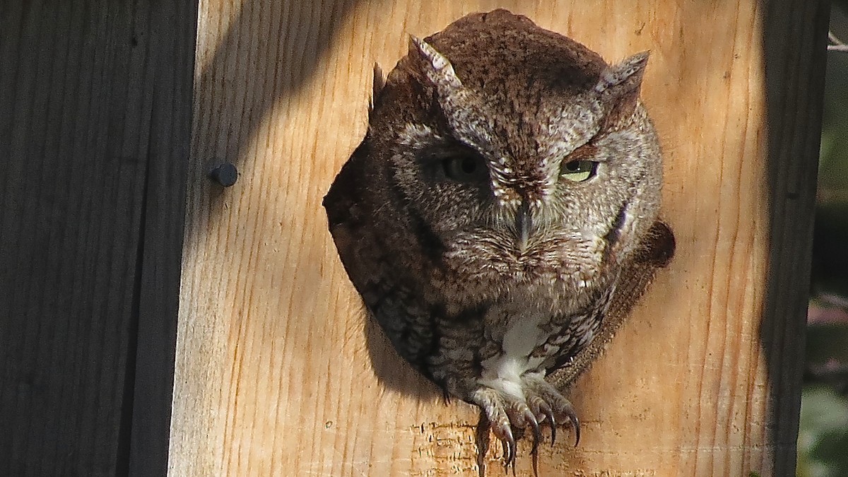Eastern Screech-Owl - Barbara Quinlan