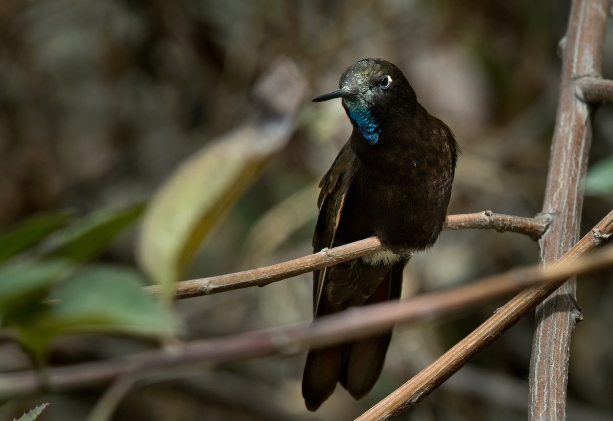 Black Metaltail - Lars Petersson | My World of Bird Photography