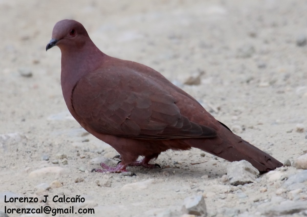 Ruddy Pigeon - Lorenzo Calcaño