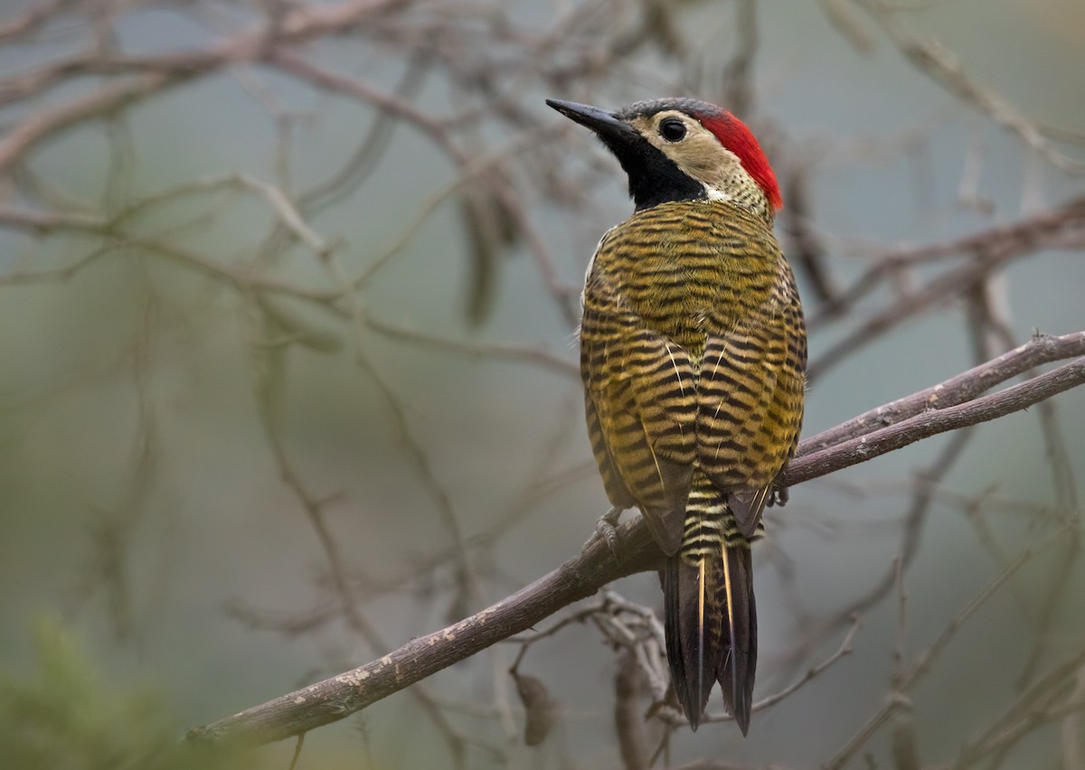 Black-necked Woodpecker - ML207412001