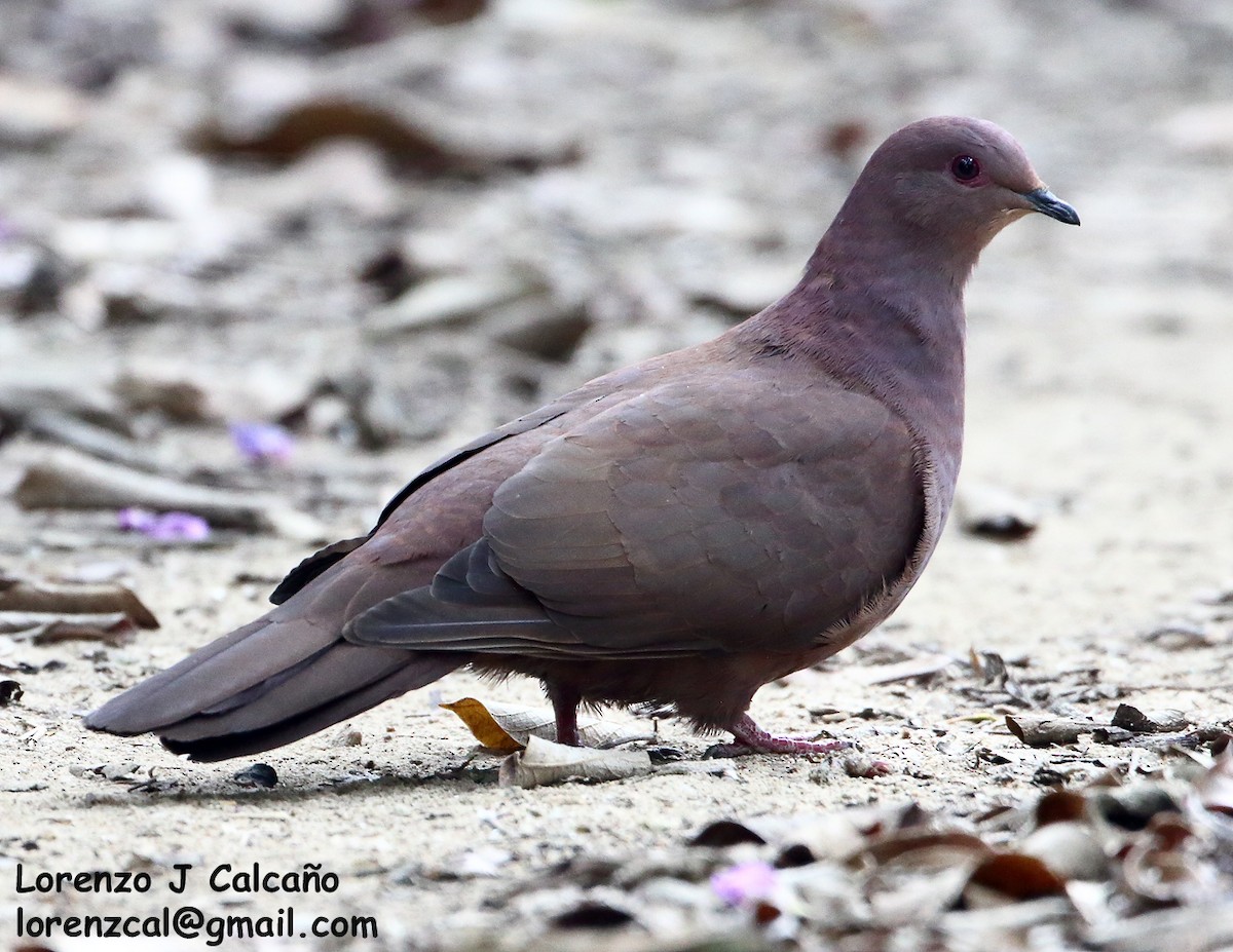 Ruddy Pigeon - Lorenzo Calcaño